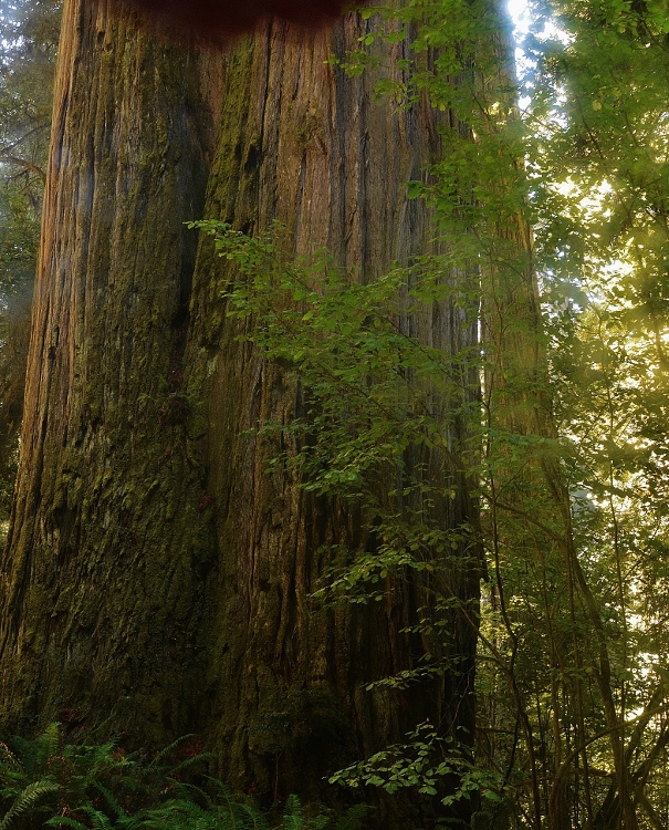 redwood trees